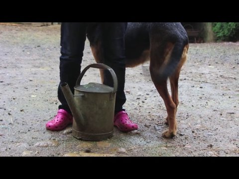 Impossible de lire la video